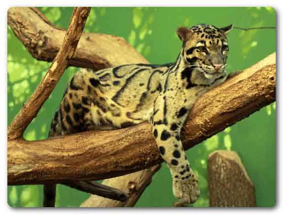 Meghalaya State animal, Clouded leopard, Neofelis nebulosa